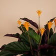 BLOOMIQUE - Lot de 2 - Calathea Crocata - Plante d'intérieur - Facile d'entretien - Purifiante - H. 30-40 cm - vignette