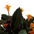 BLOOMIQUE - Lot de 2 - Calathea Crocata - Plante d'intérieur - Facile d'entretien - Purifiante - H. 30-40 cm - vignette