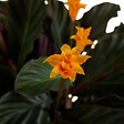 BLOOMIQUE - Lot de 2 - Calathea Crocata - Plante d'intérieur - Facile d'entretien - Purifiante - H. 30-40 cm - vignette