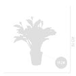 BLOOMIQUE - Lot de 2 - Calathea Crocata - Plante d'intérieur - Facile d'entretien - Purifiante - H. 30-40 cm - vignette