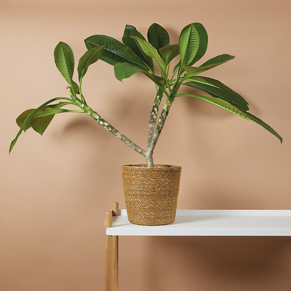 BLOOMIQUE - Plumeria Frangipanier - Arbre du Temple - Plantes d'intérieur fleuries - H. 60-70 cm - P. 17 cm - large