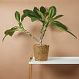 BLOOMIQUE - Plumeria Frangipanier - Arbre du Temple - Plantes d'intérieur fleuries - H. 60-70 cm - P. 17 cm - vignette