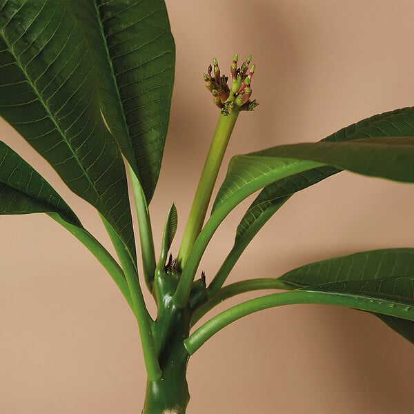 BLOOMIQUE - Plumeria Frangipanier - Arbre du Temple - Plantes d'intérieur fleuries - H. 60-70 cm - P. 17 cm - large