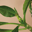 BLOOMIQUE - Plumeria Frangipanier - Arbre du Temple - Plantes d'intérieur fleuries - H. 60-70 cm - P. 17 cm - vignette