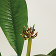 BLOOMIQUE - Plumeria Frangipanier - Arbre du Temple - Plantes d'intérieur fleuries - H. 60-70 cm - P. 17 cm - vignette