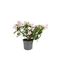 BLOOMIQUE - Adenium Obesum - Rose du Désert - Floraison - Plantes d'intérieur - P. 13cm - H. 25-35 cm - vignette