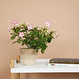 BLOOMIQUE - Adenium Obesum - Rose du Désert - Floraison - Plantes d'intérieur - P. 13cm - H. 25-35 cm - vignette