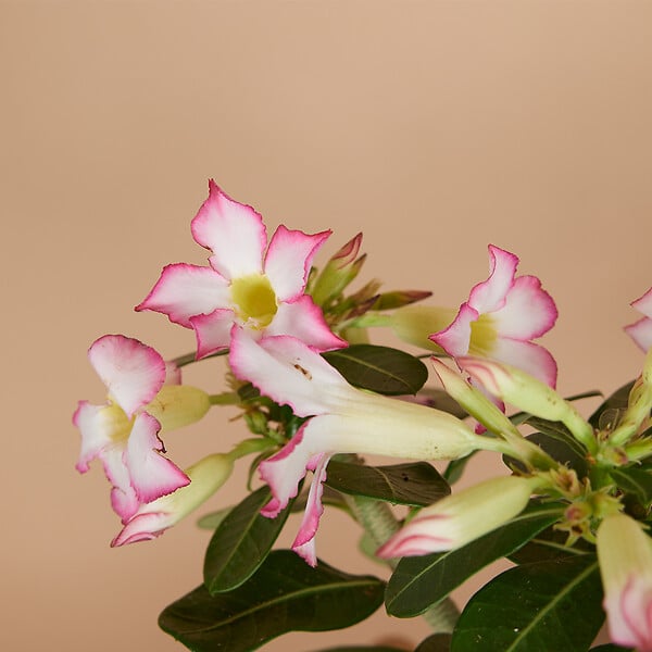 BLOOMIQUE - Adenium Obesum - Rose du Désert - Floraison - Plantes d'intérieur - P. 13cm - H. 25-35 cm - large