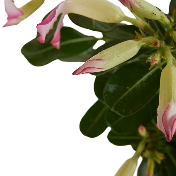 BLOOMIQUE - Adenium Obesum - Rose du Désert - Floraison - Plantes d'intérieur - P. 13cm - H. 25-35 cm - large