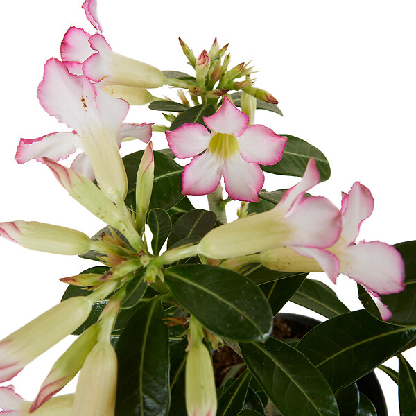 BLOOMIQUE - Adenium Obesum - Rose du Désert - Floraison - Plantes d'intérieur - P. 13cm - H. 25-35 cm - large