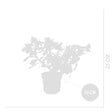 BLOOMIQUE - Adenium Obesum - Rose du Désert - Floraison - Plantes d'intérieur - P. 13cm - H. 25-35 cm - vignette