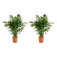 BLOOMIQUE - Lot de 2 - Chamaedorea Elegans - Palmier nain du Mexique - H. 80-100 cm - P. 20 cm - vignette
