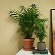 BLOOMIQUE - Lot de 2 - Chamaedorea Elegans - Palmier nain du Mexique - H. 80-100 cm - P. 20 cm - vignette