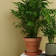 BLOOMIQUE - Lot de 2 - Chamaedorea Elegans - Palmier nain du Mexique - H. 80-100 cm - P. 20 cm - vignette