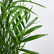BLOOMIQUE - Lot de 2 - Chamaedorea Elegans - Palmier nain du Mexique - H. 80-100 cm - P. 20 cm - vignette