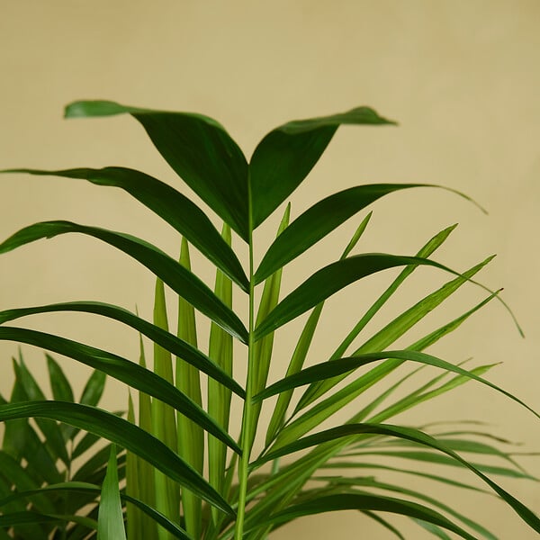 BLOOMIQUE - Lot de 2 - Chamaedorea Elegans - Palmier nain du Mexique - H. 80-100 cm - P. 20 cm - large