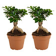 BLOOMIQUE - Lot de 2 - Ficus Ginseng - Bonsaï - Plantes d'intérieur - Purifiant l'air - H. 30-40 cm - P. 17cm - vignette