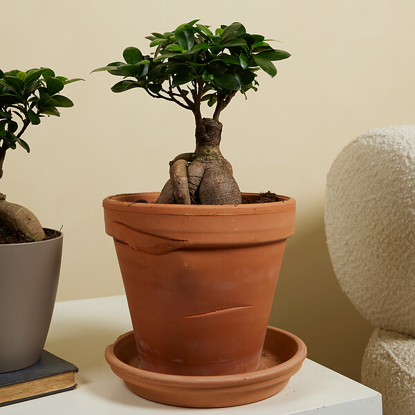 BLOOMIQUE - Lot de 2 - Ficus Ginseng - Bonsaï - Plantes d'intérieur - Purifiant l'air - H. 30-40 cm - P. 17cm - large