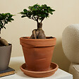 BLOOMIQUE - Lot de 2 - Ficus Ginseng - Bonsaï - Plantes d'intérieur - Purifiant l'air - H. 30-40 cm - P. 17cm - vignette