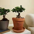 BLOOMIQUE - Lot de 2 - Ficus Ginseng - Bonsaï - Plantes d'intérieur - Purifiant l'air - H. 30-40 cm - P. 17cm - vignette
