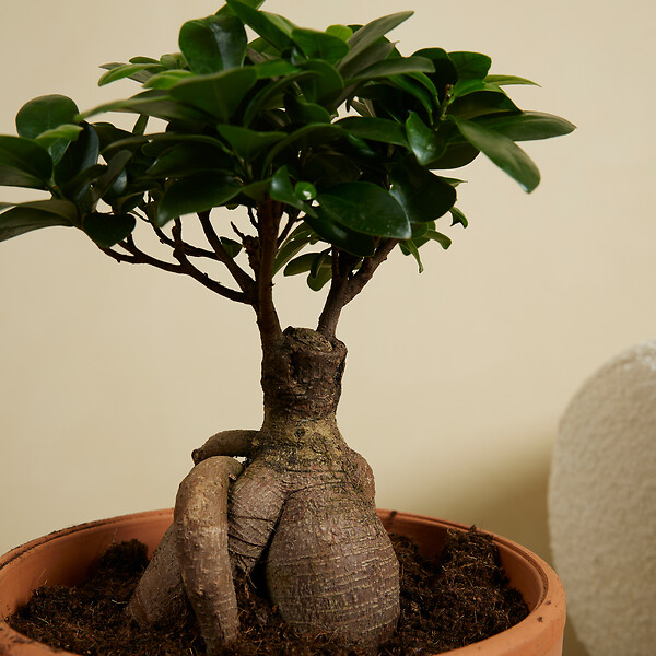 BLOOMIQUE - Lot de 2 - Ficus Ginseng - Bonsaï - Plantes d'intérieur - Purifiant l'air - H. 30-40 cm - P. 17cm - large