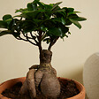 BLOOMIQUE - Lot de 2 - Ficus Ginseng - Bonsaï - Plantes d'intérieur - Purifiant l'air - H. 30-40 cm - P. 17cm - vignette