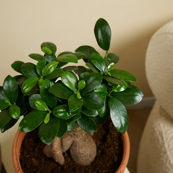 BLOOMIQUE - Lot de 2 - Ficus Ginseng - Bonsaï - Plantes d'intérieur - Purifiant l'air - H. 30-40 cm - P. 17cm - large