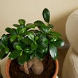 BLOOMIQUE - Lot de 2 - Ficus Ginseng - Bonsaï - Plantes d'intérieur - Purifiant l'air - H. 30-40 cm - P. 17cm - vignette