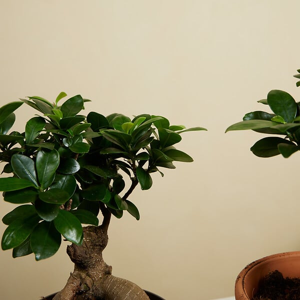 BLOOMIQUE - Lot de 2 - Ficus Ginseng - Bonsaï - Plantes d'intérieur - Purifiant l'air - H. 30-40 cm - P. 17cm - large