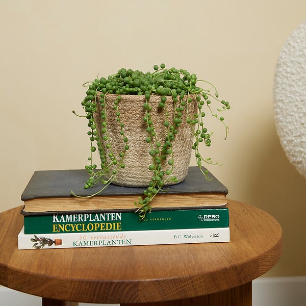 BLOOMIQUE - Senecio Rowleyanus - Plante de pois - Plante suspendue - H. 10-15 cm - P. 12 cm - large