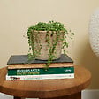 BLOOMIQUE - Senecio Rowleyanus - Plante de pois - Plante suspendue - H. 10-15 cm - P. 12 cm - vignette