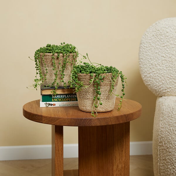 BLOOMIQUE - Senecio Rowleyanus - Plante de pois - Plante suspendue - H. 10-15 cm - P. 12 cm - large