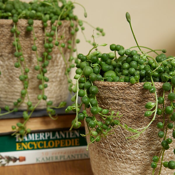 BLOOMIQUE - Senecio Rowleyanus - Plante de pois - Plante suspendue - H. 10-15 cm - P. 12 cm - large