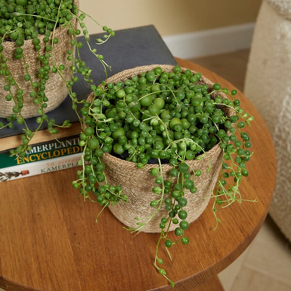 BLOOMIQUE - Senecio Rowleyanus - Plante de pois - Plante suspendue - H. 10-15 cm - P. 12 cm - large