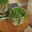 BLOOMIQUE - Senecio Rowleyanus - Plante de pois - Plante suspendue - H. 10-15 cm - P. 12 cm - vignette
