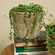 BLOOMIQUE - Senecio Rowleyanus - Plante de pois - Plante suspendue - H. 10-15 cm - P. 12 cm - vignette