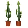BLOOMIQUE - Lot de 2 - Euphorbia Acrurensis - Euphorbe - Cactus - Plantes d'intérieur - H. 60-70 cm - P. 17 cm - vignette