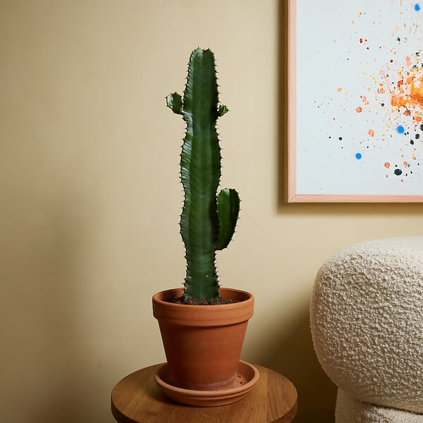 BLOOMIQUE - Lot de 2 - Euphorbia Acrurensis - Euphorbe - Cactus - Plantes d'intérieur - H. 60-70 cm - P. 17 cm - large