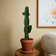 BLOOMIQUE - Lot de 2 - Euphorbia Acrurensis - Euphorbe - Cactus - Plantes d'intérieur - H. 60-70 cm - P. 17 cm - vignette