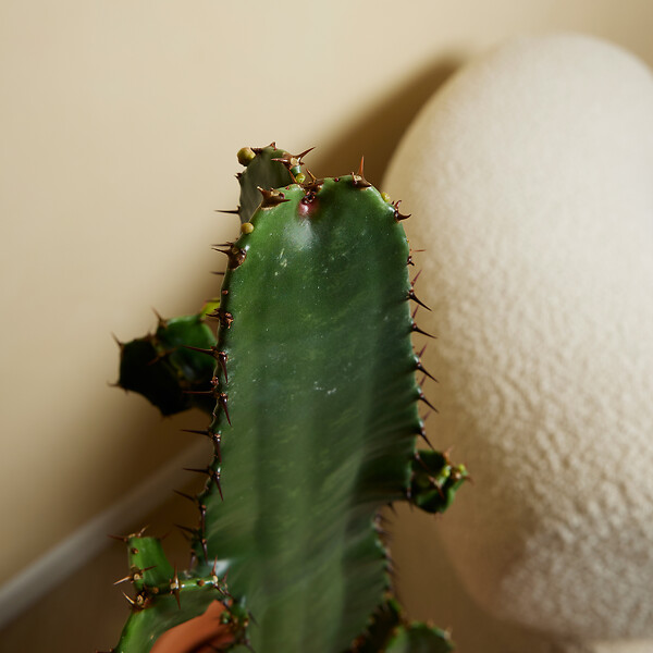 BLOOMIQUE - Lot de 2 - Euphorbia Acrurensis - Euphorbe - Cactus - Plantes d'intérieur - H. 60-70 cm - P. 17 cm - large