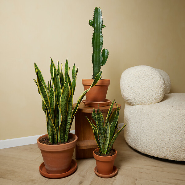 BLOOMIQUE - Lot de 2 - Euphorbia Acrurensis - Euphorbe - Cactus - Plantes d'intérieur - H. 60-70 cm - P. 17 cm - large