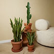 BLOOMIQUE - Lot de 2 - Euphorbia Acrurensis - Euphorbe - Cactus - Plantes d'intérieur - H. 60-70 cm - P. 17 cm - vignette