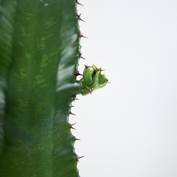 BLOOMIQUE - Lot de 2 - Euphorbia Acrurensis - Euphorbe - Cactus - Plantes d'intérieur - H. 60-70 cm - P. 17 cm - large