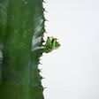 BLOOMIQUE - Lot de 2 - Euphorbia Acrurensis - Euphorbe - Cactus - Plantes d'intérieur - H. 60-70 cm - P. 17 cm - vignette
