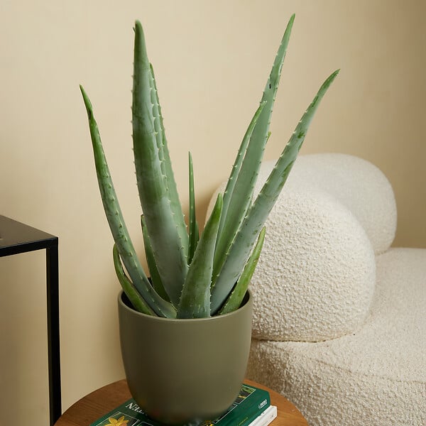 BLOOMIQUE - Aloe Vera - Plantes d'intérieur - Succulentes - Plantes succulentes - 50-60 cm de Haut - Pot 17cm - large
