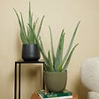 BLOOMIQUE - Aloe Vera - Plantes d'intérieur - Succulentes - Plantes succulentes - 50-60 cm de Haut - Pot 17cm - vignette