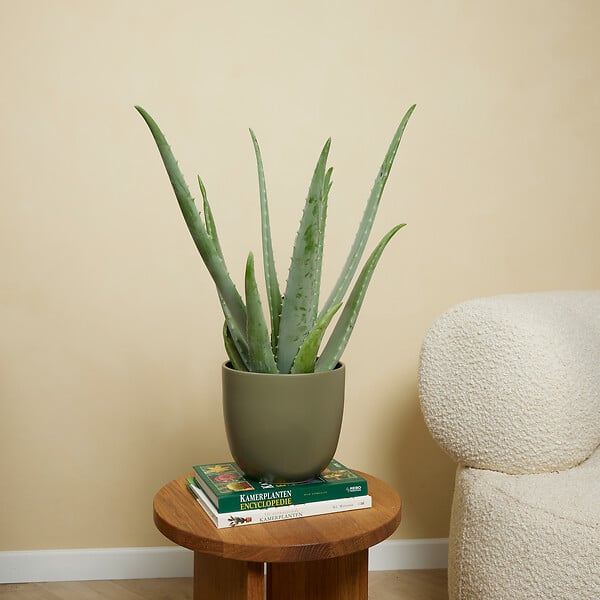 BLOOMIQUE - Aloe Vera - Plantes d'intérieur - Succulentes - Plantes succulentes - 50-60 cm de Haut - Pot 17cm - large