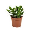 BLOOMIQUE - Crassula Ovata Arbre Magique - Plante de Jade - Plantes d'intérieur - H. 15-20 cm - P. 12 cm - vignette