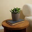 BLOOMIQUE - Crassula Ovata Arbre Magique - Plante de Jade - Plantes d'intérieur - H. 15-20 cm - P. 12 cm - vignette