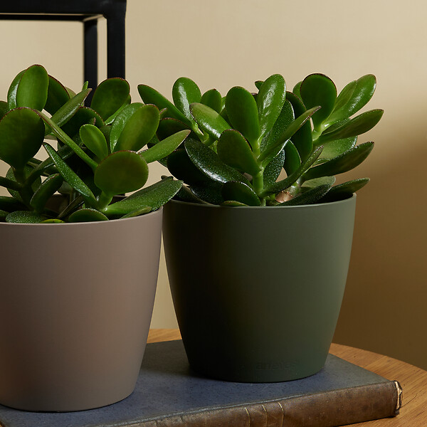 BLOOMIQUE - Crassula Ovata Arbre Magique - Plante de Jade - Plantes d'intérieur - H. 15-20 cm - P. 12 cm - large